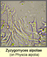 Zyzygomyces aipoliae on Physcia aipolia