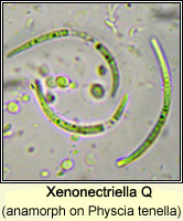 Xenonectriella Q, anamorph on Physcia tenella