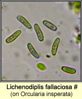 Lichenodiplis fallaciosa on Orcularia insperata 
(Rinodina biloculata)