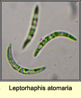 Leptorhaphis atomaria