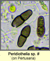Peridiothelia sp on Pertusaria