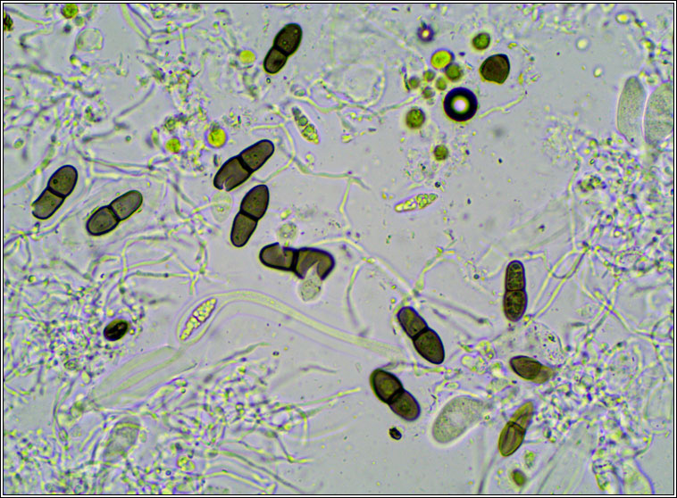 Peridiothelia sp