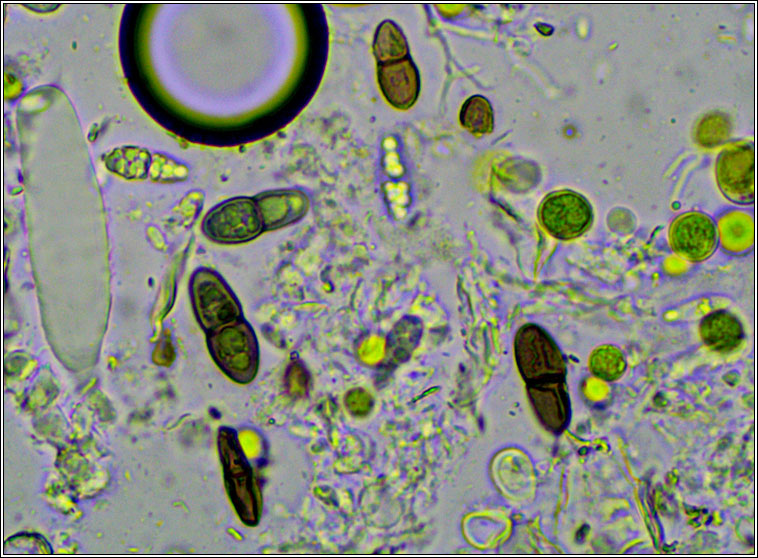 Peridiothelia sp