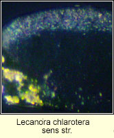 Lecanora chlarotera sens str
