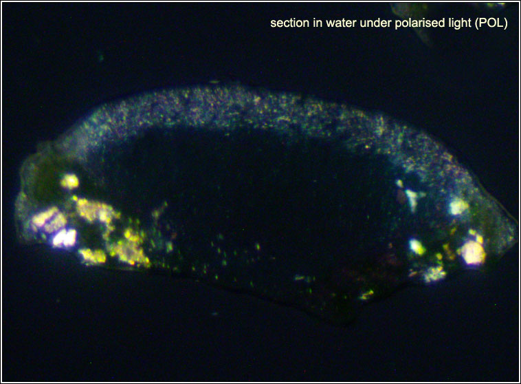 Lecanora chlarotera s str