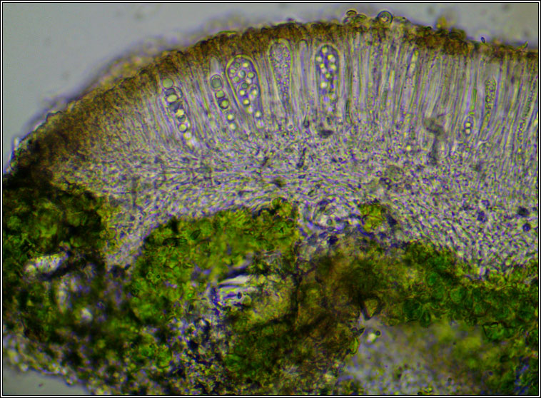 Lecanora chlarotera s str
