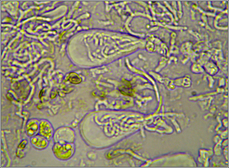 Scoliciosporum sarothamni