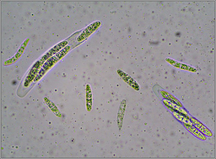 Didymellopsis collematum