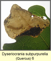 Dyseriocrania subpurpurella