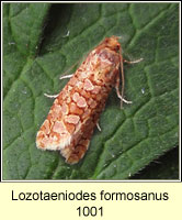 Lozotaeniodes formosanus