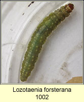 Lozotaenia forsterana