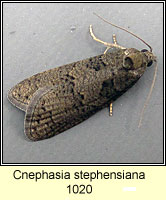 Cnephasia stephensiana