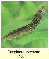 Cnephasia incertana