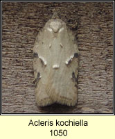 Acleris kochiella