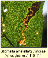 Stigmella alnetella/glutinosae