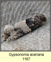 Gypsonoma aceriana