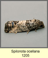 Spilonota ocellana