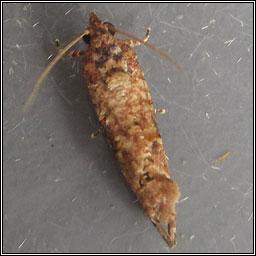 Thaumatotibia leucotreta, False Codling Moth (Cryptophlebia leucotreta)