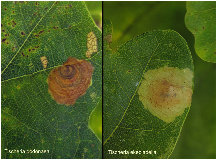 Tischeria dodonaea, ekebadella comparison