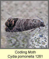 Codling Moth, Cydia pomonella