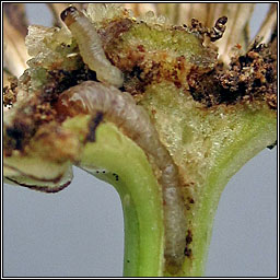 Dichrorampha acuminatana