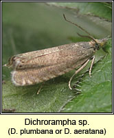 Dichrorampha plumbana or aeratana