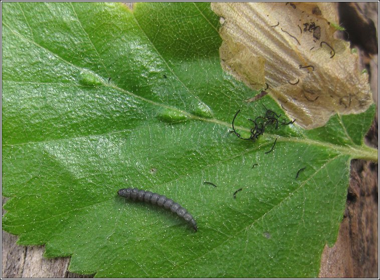 Eriocrania sangii, larva
