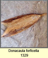 Donacaula forficella