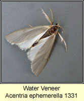 Water Veneer, Acentria ephemerella