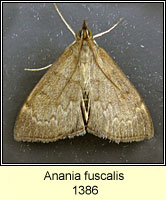Anania fuscalis, Opsibotys fuscalis