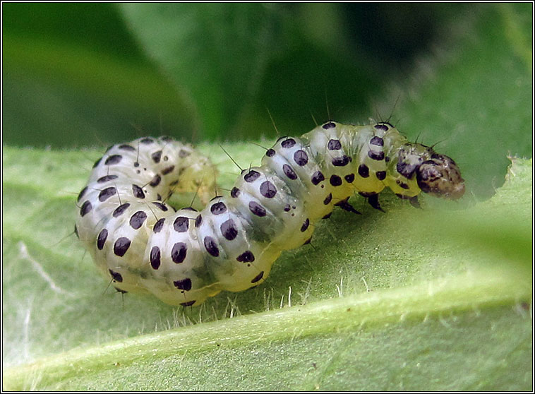 Udea olivalis, larva