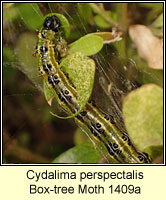 Box-tree Moth, Cydalima perspectalis