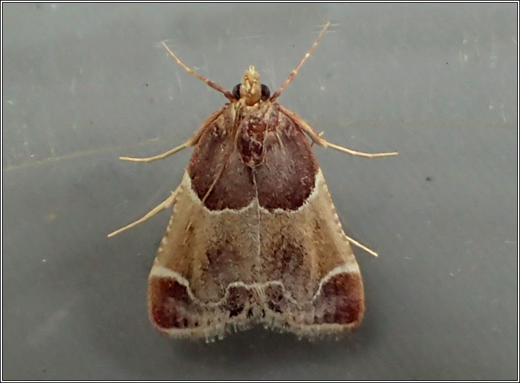 Meal Moth, Pyralis farinalis