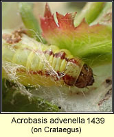 Acrobasis advenella