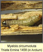 Myelois circumvoluta, Thistle Ermine