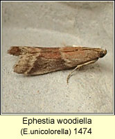 Ephestia woodiella (unicolorella)