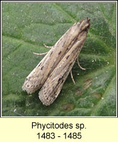 Phycitodes sp