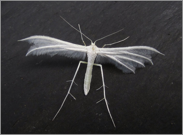 White Plume Moth, Pterophorus pentadactyla