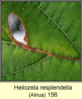 Heliozela resplendella