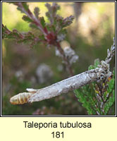 Taleporia tubulosa