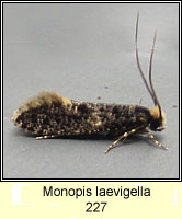 Monopis laevigella