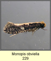 Monopis obviella