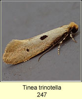 Tinea trinotella