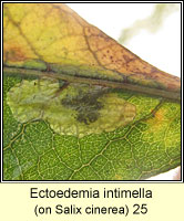 Ectoedemia intimella