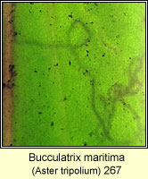 Bucculatrix maritima