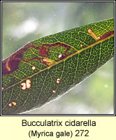 Bucculatrix cidarella