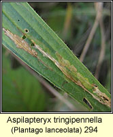 Aspilapteryx tringipennella