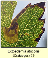 Ectoedemia atricollis