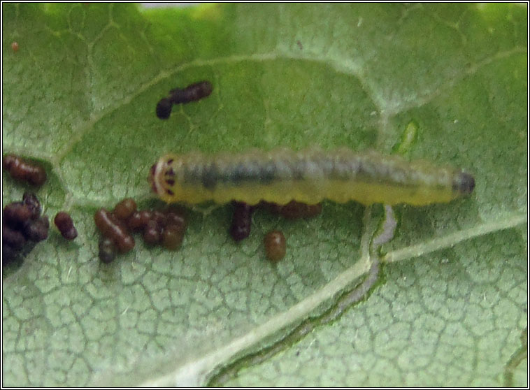 Deltaornix torquillella, larva