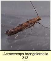 Acrocercops brongniardella